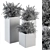 Lush Photinia: Indoor Plant Set 3D model small image 5