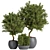 Large Outdoor Tree Plant 01 3D model small image 1