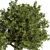 Large Outdoor Tree Plant 01 3D model small image 3