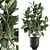 Tropical Plant Collection: Exotic Ficus Elastica in Vig Planter 3D model small image 1