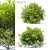 Thriving Huckleberry Bush Bundle 3D model small image 1