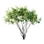 Amelanchier 4m: Superior Size and Form 3D model small image 2