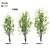 Amelanchier: Stunning Polygon Trees 3D model small image 1