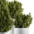 Pine Indoor Plant Set: Bush & Tree 3D model small image 2