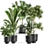 Tropical Plant Collection: Exotic Ficus, Banana Palm, and Strelitzia 3D model small image 1