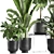 Tropical Plant Collection: Exotic Ficus, Banana Palm, and Strelitzia 3D model small image 3
