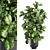 Tropical Plant Collection: Exotic Ficus Lyrata in Grey Vig Planters 3D model small image 1