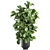 Tropical Plant Collection: Exotic Ficus Lyrata in Grey Vig Planters 3D model small image 4