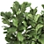 Exotic Plant Collection: Ficus Lyrata & More! 3D model small image 4