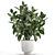 Exotic Plant Collection: Ficus Elastica & Rubbery in White Pots 3D model small image 2