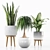 Indoor Plant Collection for Interior Design 3D model small image 3