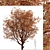 Cinnamon Bark Acer Griseum Trees (Set of 2) 3D model small image 6