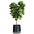 Tropical Plant Collection: Ficus Lyrata, Banana Palm 3D model small image 3