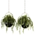 Indoor Oasis: Hanging Plant Set 3D model small image 1