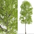 European Aspen Tree Set - Quaking Aspen, Populus Tremula 3D model small image 4