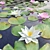 Nymphaeaceae Water Lily: Versatile Aquatic Perfection 3D model small image 2