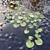 Nymphaeaceae Water Lily: Versatile Aquatic Perfection 3D model small image 3