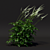 Simplux Green Cimicifuga Plant - Various Sizes 3D model small image 2