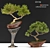 Bonsai03: Miniature Zen Garden 3D model small image 4