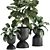 Tropical Ficus Collection: Exotic Plants for Indoor and Outdoor Decor 3D model small image 2