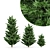 Tall Leyland Cypress Tree: 6m & 4.5m Varieties 3D model small image 1