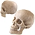 Skull 2013: Realistic Human Anatomy 3D model small image 2