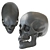 Skull 2013: Realistic Human Anatomy 3D model small image 5