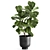 Tropical Exotic Plant Collection 3D model small image 2