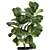 Tropical Exotic Plant Collection 3D model small image 4