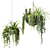 Ampelous Plants in Hanging Pots Set 3D model small image 2