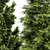 5 Evergreen Trees - Leyland Cypress, Slender Hinoki, Rocky Mountain - 4K Texture - 3D Models 3D model small image 2