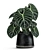 Exotic Indoor & Outdoor Plant Collection 3D model small image 3