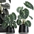 Exotic Indoor & Outdoor Plant Collection 3D model small image 6
