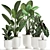 Tropical Plant Collection, White Pots 3D model small image 1