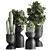 Tropical Plant Collection | Exotic & Decorative Outdoor & Indoor Plants with Black Pots 3D model small image 1