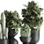 Tropical Plant Collection | Exotic & Decorative Outdoor & Indoor Plants with Black Pots 3D model small image 3