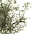Refreshing Green Branch Bouquet 3D model small image 3