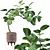 Tropical Elegance: Ficus Benghalensis 3D model small image 1