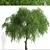 Chinese Elm Trees: Stunning Pair for your Garden! 3D model small image 3