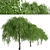 Chinese Elm Trees: Stunning Pair for your Garden! 3D model small image 4