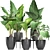 Exquisite Alocasias Collection | 215 Varieties 3D model small image 1