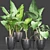 Exquisite Alocasias Collection | 215 Varieties 3D model small image 2