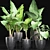 Exquisite Alocasias Collection | 215 Varieties 3D model small image 7