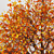 Autumnal Tree Pack: 2 Unique Trees 3D model small image 4