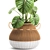 Exotic Plant Collection in White Baskets 3D model small image 3