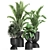 Exotic Plant Collection: Alocasia, Strelitzia, Banana Palm 3D model small image 1