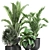 Exotic Plant Collection: Alocasia, Strelitzia, Banana Palm 3D model small image 4