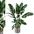 Fresh Greens: Indoor Plants Collection 3D model small image 2