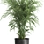 Tropical Plant Collection: Exotic & Decorative in Black Pots 3D model small image 4