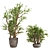 Zen Bliss: Jade Plants Set 3D model small image 1